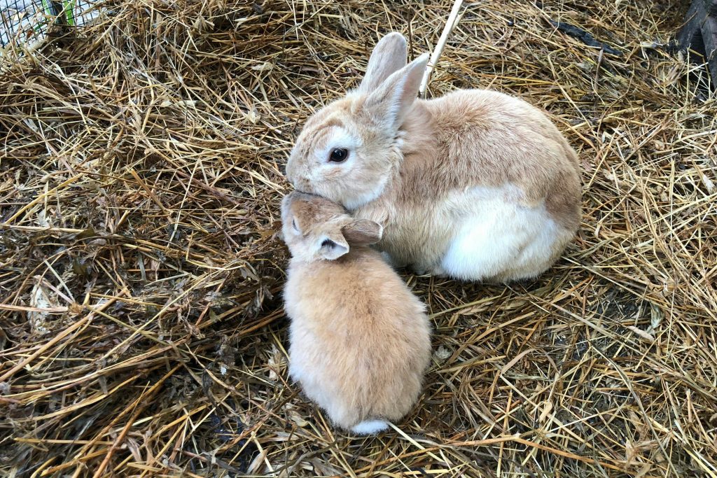Rabbit care for beginners: A happy rabbit eating timothy hay for health