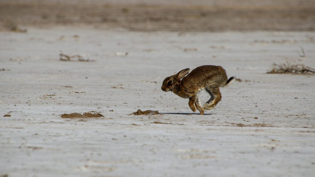 Rabbit care for beginners: A rabbit playing in a safe, fun space