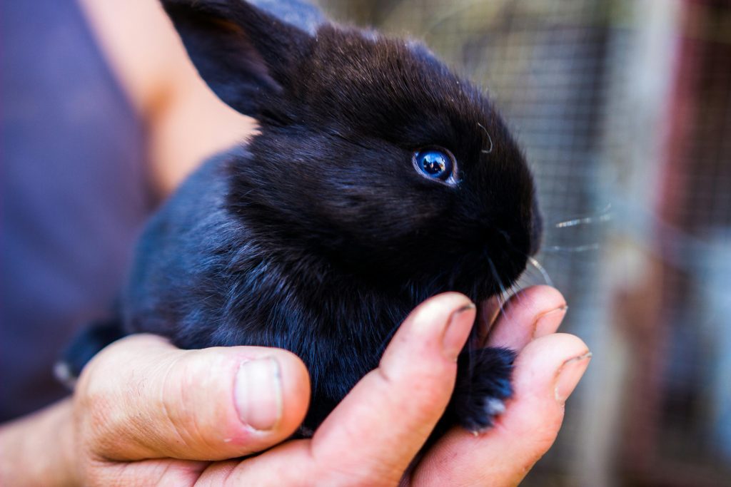 rabbit care tips