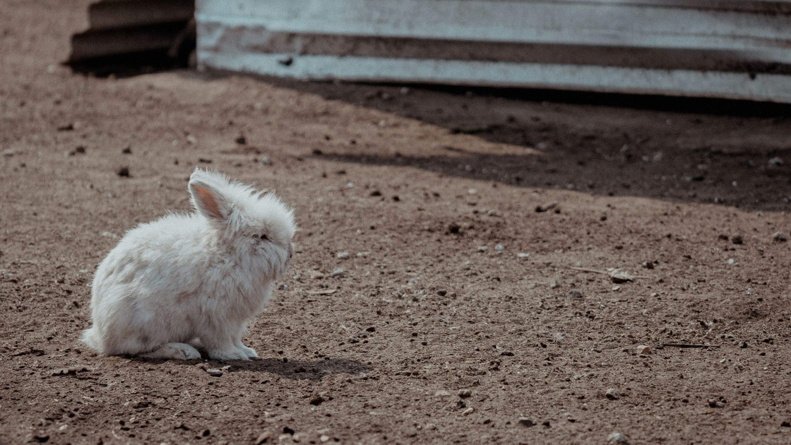 rabbit care experts team