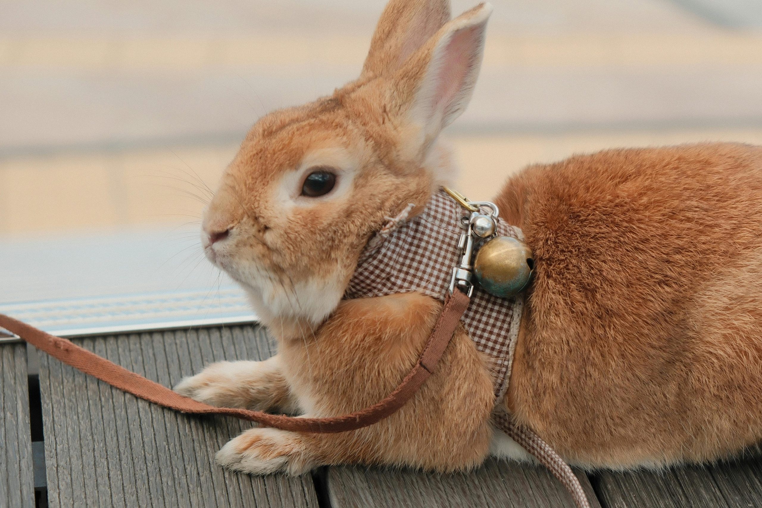 rabbit products