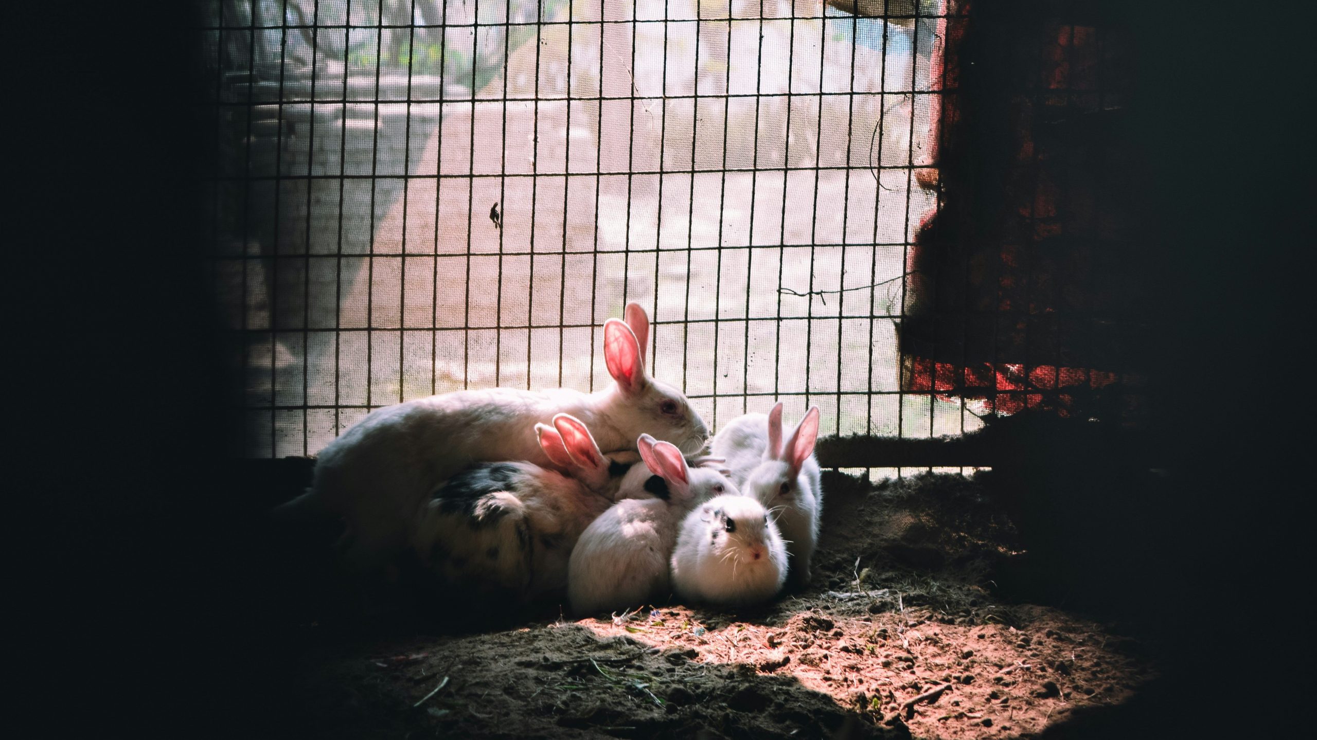 Rabbit care for beginners: A rabbit in a spacious hutch with hay and toys