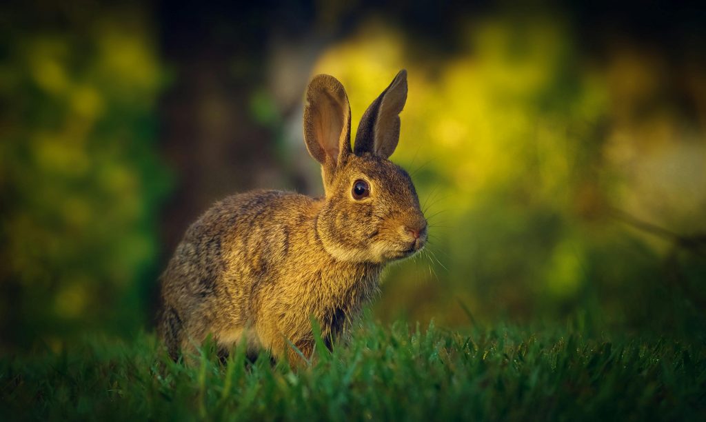 happy rabbit in grass