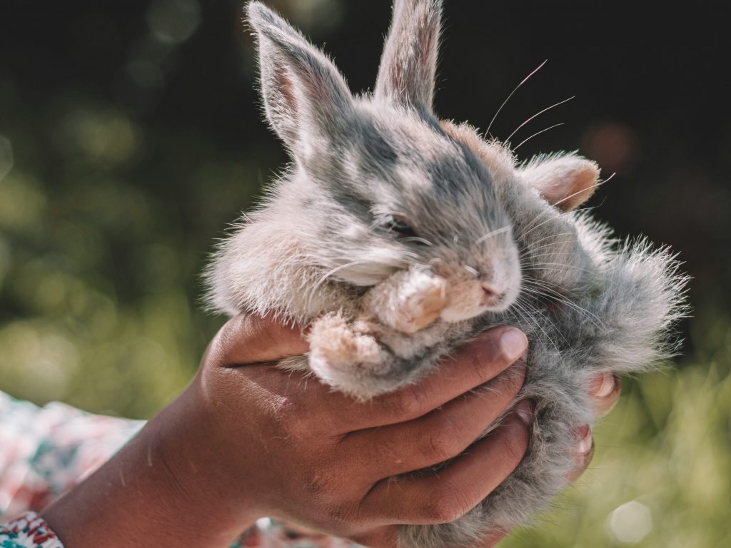 Bunny care basics: Bonding with a calm, happy rabbit