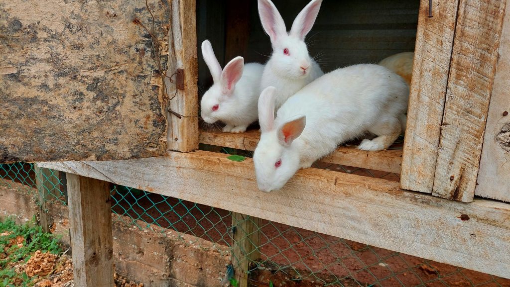 Rabbit care for beginners: A fluffy rabbit in a well-designed hutch